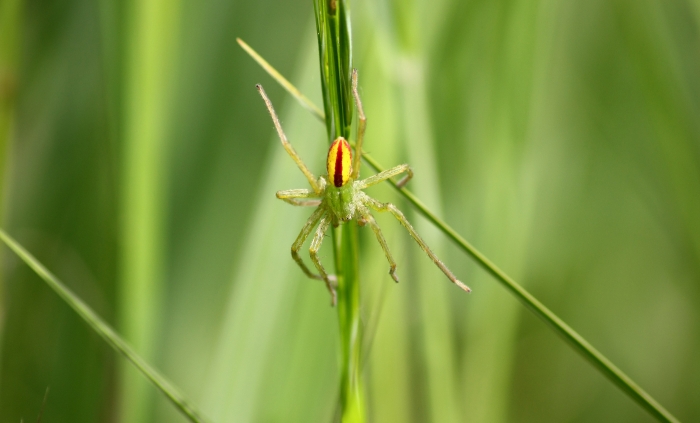 Micrommata virescens